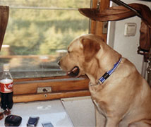 Хантеру очень понравилось смотреть в окно в поезде