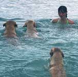 есть несколько вещей, которые можно фотографировать бесконечно. например, плавающие собаки. вот так они отрывались!