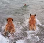 есть несколько вещей, которые можно фотографировать бесконечно. например, плавающие собаки. вот так они отрывались!hhh