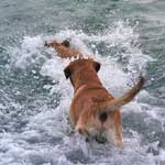 есть несколько вещей, которые можно фотографировать бесконечно. например, плавающие собаки. вот так они отрывались!hhh