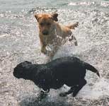 хозяева жаловались, что она не заходит в воду, но наши собаки быстро научили ее плавать