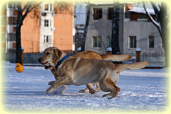 Январская прогулка